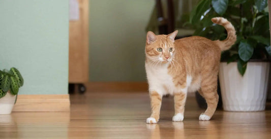 How to Feed Large Breed Puppies and Why it’s so important