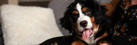 Why You Should Feed Your Puppy Specific Recipes