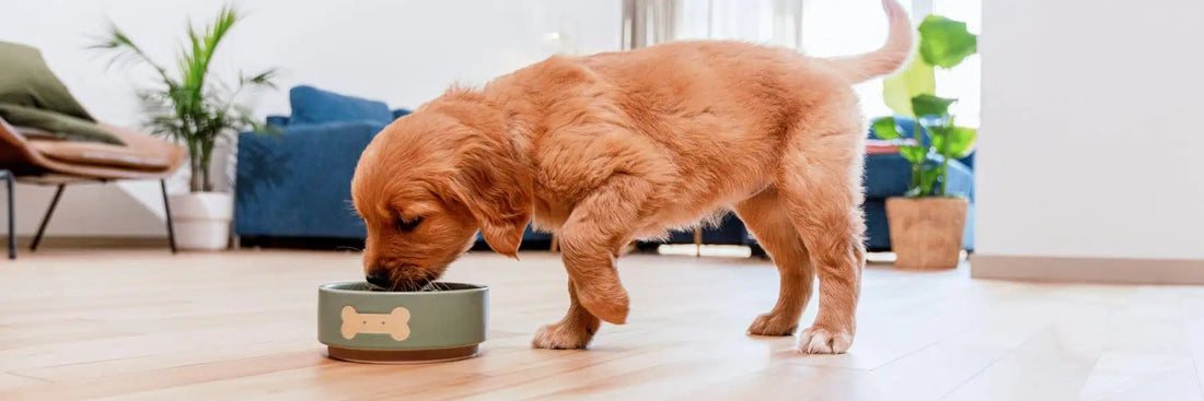 Poop Talk – What Colours are Normal?