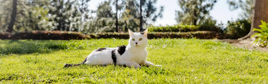 Helpful Tips to Keep Your Cat Hydrated