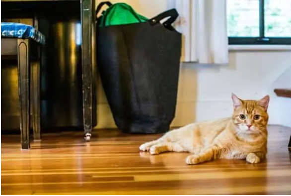 How To Prepare Your Cat to Move into a New House