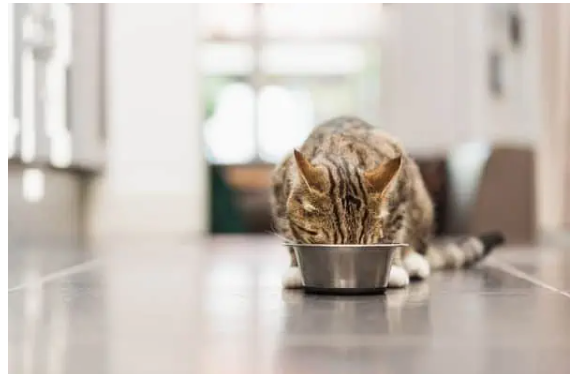 Introducing NEW ACANA PREMIUM PÂTÉ for cats!