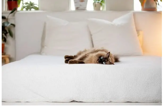 Is it okay to let your cat sleep in your bed?