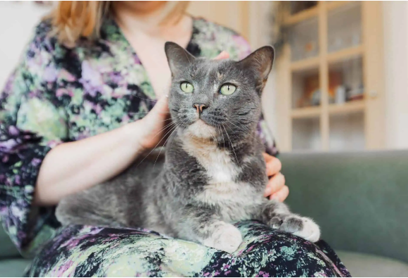 5 Simple Tips on How to Groom Your Cat